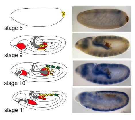 OMURGASIZLARDA EŞEY HÜCRELERİ Drosophila embriyogenezinde eşey hücrelerinin göçü. Solda eşey hücreleri sarı, sağda kahverengi olarak gösterilmektedir.
