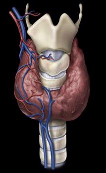 Isthmus glandula thyroidea 2. veya 3. trachea halkaları arasında Yaklaşık 1.