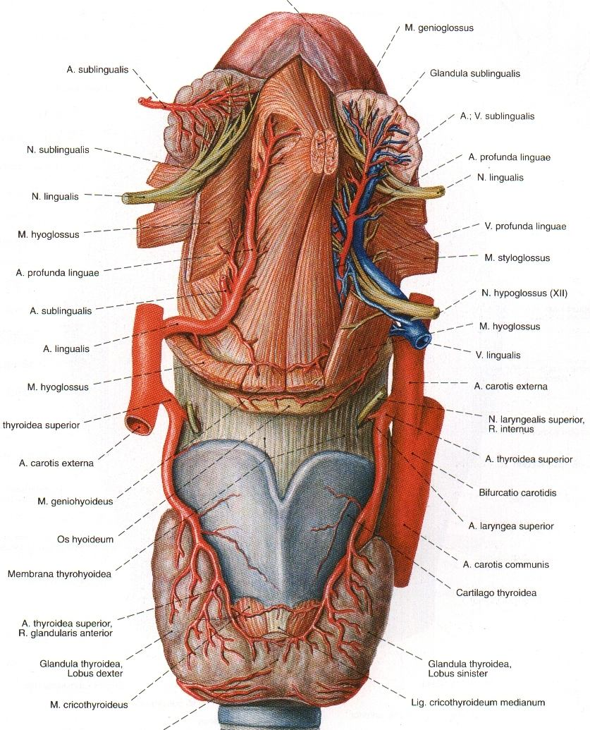 Arterleri: A.thyroidea superior A.