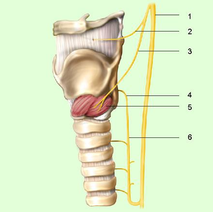 thyroidea inferior un bağlanması durumunda bu çaprazlamaya dikkat edilmesi gereklidir. 1.N. vagus 2.