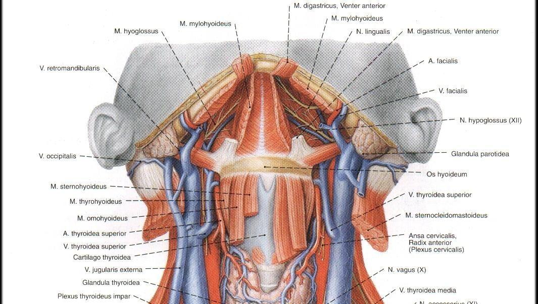 Gl. thyroidea Facies Lateralis : Deri Boyun