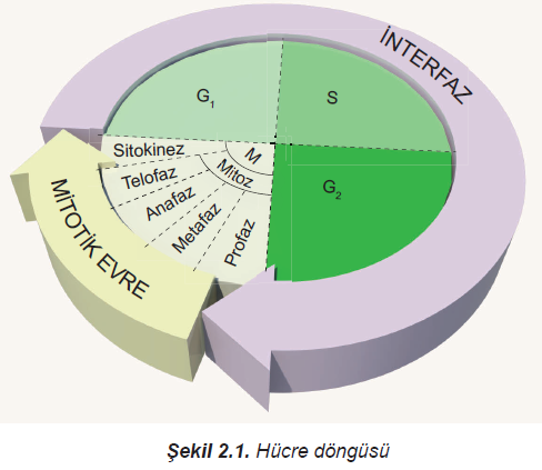 Hücre Döngüsü Bir hücrenin bölünmeye başlamasından i;baren onu takip eden