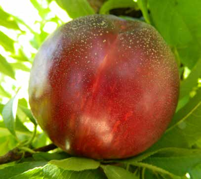 Tüm meyvelerinde kabuk rengi tüm dış yüzeyde koyu bir kestane kırmızı rengindedir, hatta ağacın iç taraflarında parlak bir kabukları olan meyveler çok göz alıcıdır.. AĞAÇ Güçlü ve açık tipte gelişir.