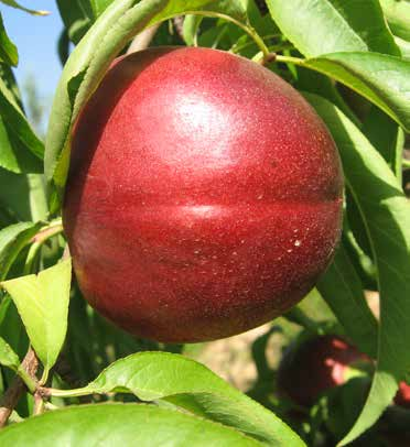 Çok koyu kırmızı renge sahiptir ağaç içindeki meyveler dahil hepsi hasat zamanında çok iyi renklenir. Çekici ve Extreme tada sahiptir.