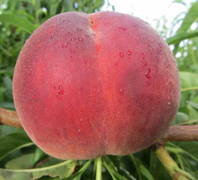 Bütün yüzeyi pürüzsüz, çekici kırmızı renkte çekici meyvelere sahiptir. Hasat zamanında eşsiz bir lezzete sahip çeşittir. AĞAÇ Güçlü ve yarı açık gelişir.