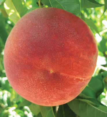 MEYVE Mükemmel büyüklük, çok ince meye kabuğu, pürüzsüz ve tamamen kırmızı bir meyveye sahiptir. Çok gevrek, çok aromatik ve sulu meyveleri vardır.