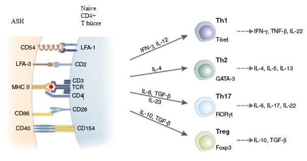 T hücre ile ASH hücre arasındaki bağlantının sağlanmasındaki kostimülatör bağlantılar (39): I- ASH deki CD80 ve CD86 ile T hücresindeki CD28 II- ASH deki CD80 ve CD86 ile T hücresindeki kutanöz T