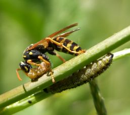 edilen Pieris brassicae larvalarına Sarıca arıların (Pollistes gallicus) saldırdıkları