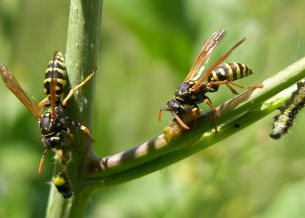 Şekil 2. Sarıca arı Pollistes gallicus un P. brassicae larvalarını yemesi. 27.05.