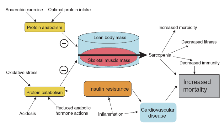 Metabolic Paradigm for Uremic Wasting and Treatment Options IDN PPAR-γ Agonist Insulin DM/GI