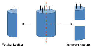 Tyler tekniğinde ise; 4 mm lik punch biyopsi örneği vertikal olarak ikiye bölünür. Yarısı vertikal kesitler için kullanılırken, diğer yarısından transvers kesitler hazırlanır (Şekil 3).