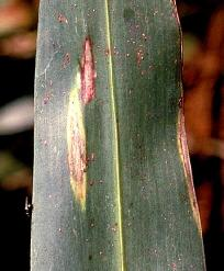 Tarlada hastalıklı bitkiler yok edilmeli ve yakılmalıdır. 2) Pas (Puccinia purpurea); pas, en önemli yaprak hastalıklarından biridir (Şekil 1.35).