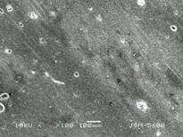 Örnekler detaylı inceleme yapılabilmesi için yaklaşık 50 A kalınlığında altın tabakası ile kaplanmış (Polaron Sputter Coater) ve x100-x500 büyütmelerde taramalı elektron mikroskopunda (Jeol JSM-5600)