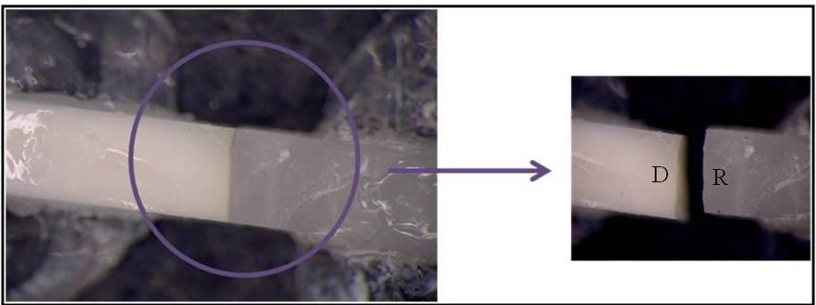 gözlenen örneklerin stereomikroskop görüntüleri