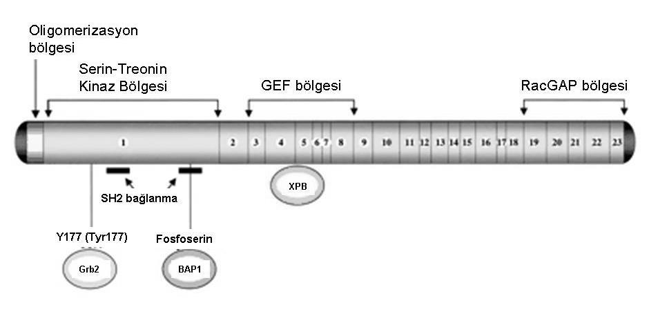 PH bölgesi, Rho guanidin exchange faktörleri üzerindeki guanidin trifosfatın (GTP) guanidin difosfata (GDP) dönüģümünü uyarır.