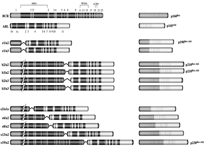 ġekil.2.7. BCR, ABL1 ve BCR-ABL genlerinin ve proteinlerinin Ģematik gösterimi.