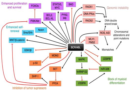 BCR/ABL onkoproteini, Ras, Jak/STAT, PI3-Kinaz ve Myc sinyal yolakları gibi birçok mitojenik sinyal yolağının aktivasyonuna sebep olur ve hücrenin çoğalmasını indükler (Franks, L. M., Teich, N. M., 2001) (ġekil.