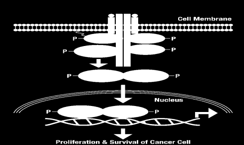 2.2.3.2.2. Jak-Stat Yolağı Normal hücre sinyalizasyonunda sitokinlerin non reseptör TK a bağlanması ile reseptör aktive olur ve hücre içi bölgesi ile iliģki kuran Janus ailesi kinazları (JAKs)