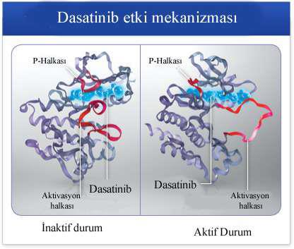 ġekil.2.16. Dasatinib etki mekanizması (O Hare T., Eide C. A., Deininger M. W. N., 2007 den değiģtirilerek alınmıģtır.) Nilotinib (AMN107) bir ikinci nesil TKI dır.
