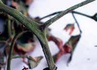 Hastalığın Görüldüğü Bitkiler: (Erwinia carotovora subsp.