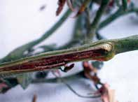 Mücadele Yöntemleri: Kültürel Önlemler: Aşırı azotlu gübrelemeden kaçınılmalı, bitkiler dengeli bir şekilde beslenmelidir. Hastalıklı bitkiler seradan uzaklaştırılmalıdır.