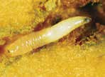 Havuç sineği ergini Kışı köklerde genellikle larva veya toprakta pupa döneminde geçirir. Bölgeden bölgeye değişmekle beraber nisan ile mayıs aylarında pupalardan erginler çıkmaya başlar.