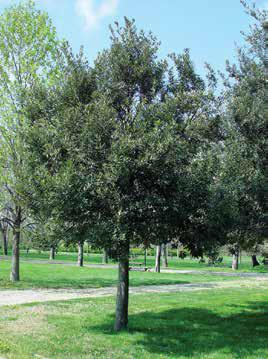 Yayılışı: Quercus ilex L. (Pırnal meşesi) Genel coğrafi yayılış alanı Batı Akdeniz kıyılarıdır.