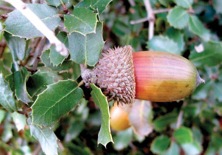 Quercus coccifera L. (Kermes meşesi, Taş meşesi) Yayılışı: Türkiye ve Yunan adalarına özgü bir türdür.