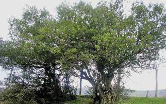 Phillyrea latifolia L. (Akçakesme) Yayılışı: Kuzeydoğu Avrupa ve Asya da doğaldır.