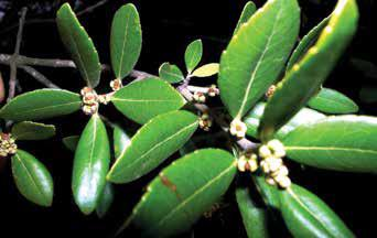 Phillyrea latifolia L. (Akçakesme) Botanik Özellikleri: Çalı ya da 9 metreye kadar boylanan küçük ağaçtır.