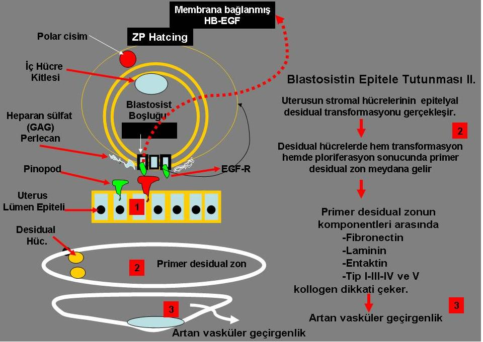 22 Şekil 2.8.