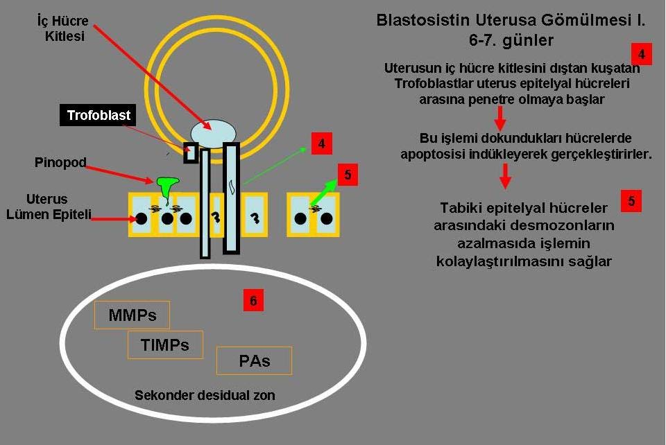 implantasyonu 6. Şekil 2.9.