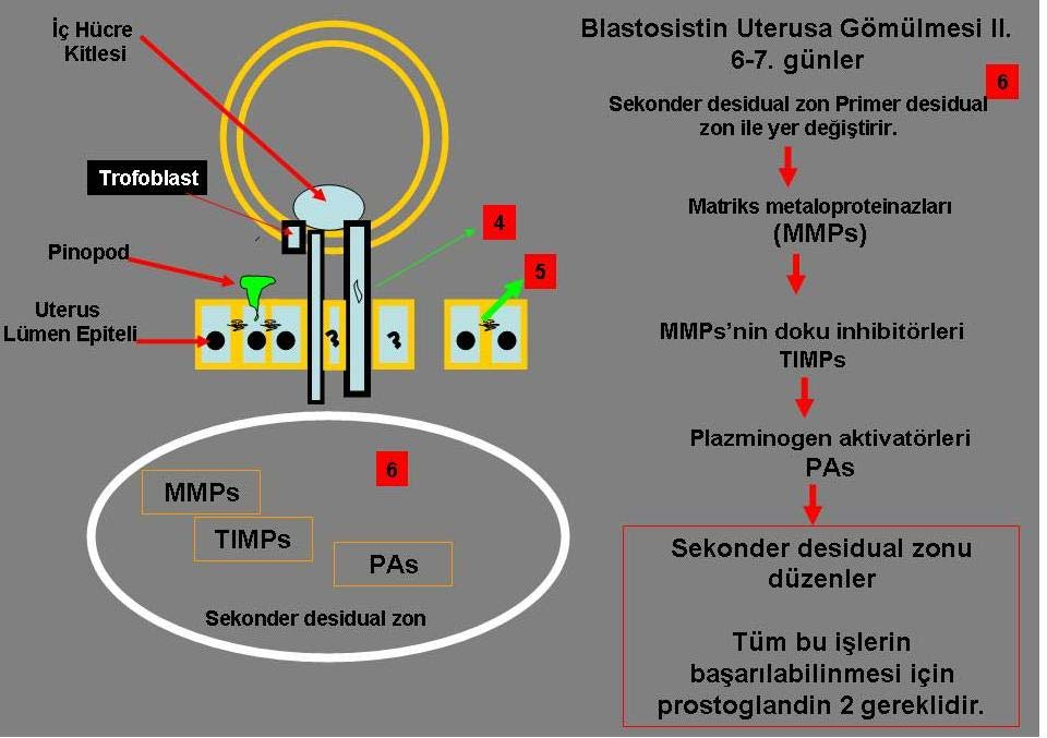 23 Şekil 2.10. Plasentasyon ve blastosistin implantasyonu 6. İmplantasyon (Şekil 2.9.-Şekil 2.10.) bölgesinde trofoblast hücrelerinden salgılanan proteolitik enzimler uterus duvarını eriterek blastosistin uterus duvarına gömülmesini sağlar.