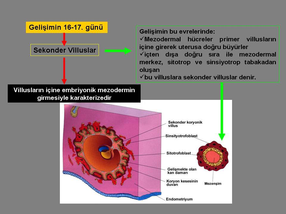 günü 10. Şekil 2.22.