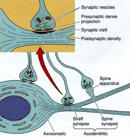 54 Sinapslar nöronların birbirlerine bağlanma şekillerine göre akson ve dendritler arasında olan aksodendritik sinapslar, hücre gövdesiyle akson arasında olan aksosomatik sinapslar, iki akson