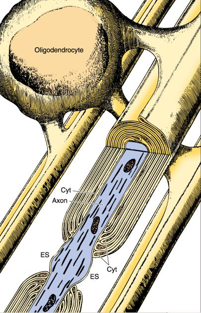 60 Oligodendrositler genellikle, aksonların aralarında sıra sıra dizilirler. Her bir oligodendrosittin birden çok aksona uzantı gönderir 24, 25.