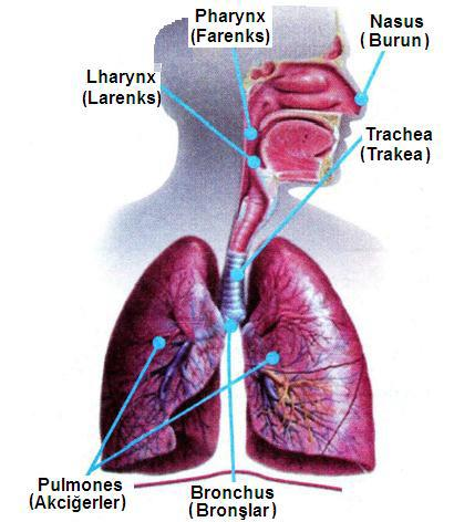 Solunum sisteminin fonksiyonları Oksijen temin eder. Karbondioksiti atar. Kanın hidrojen iyon konsantrasyonunu (ph ını ) düzenler.