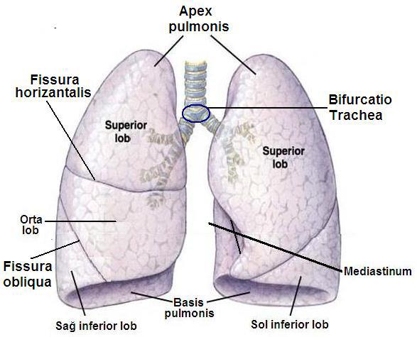 Akciğerlerin Yapısı Sol akciğer iki lobdan oluşur. Üst loba (lobus superior), alt loba (lobus inferior) denir.