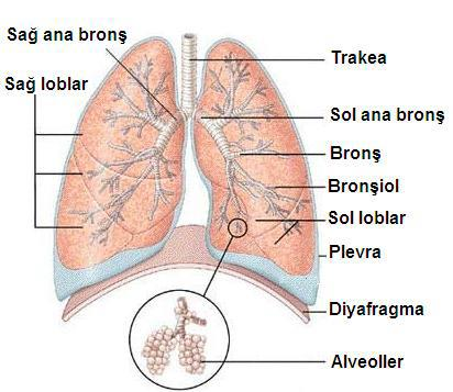 Alveoller Bronşlar dallanarak akciğer dokusu içine dağılır ve bronşioller aracığıyla havayı alveollere getirir. Alveoller, gaz değişiminin yapıldığı hava kesecikleridir.