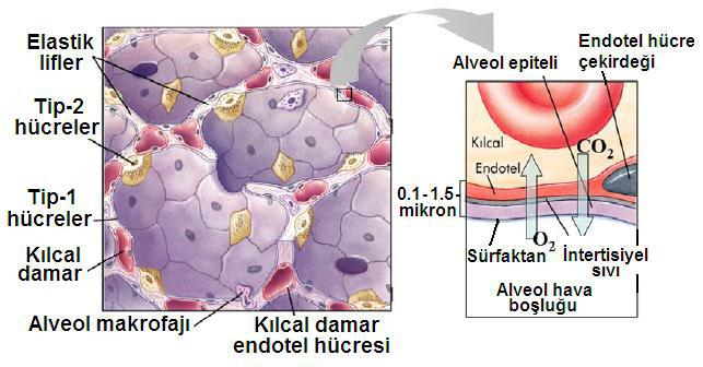 Alveol epitel katında