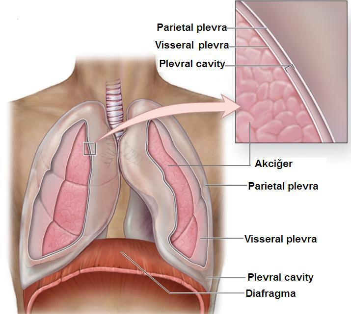 Plevra Sıvının adezyonu (sıvıların birbirlerine yapışmasını sağlayan kuvvet), akciğerlerin göğüs boşluğunda daima gergin durmasını sağlar.