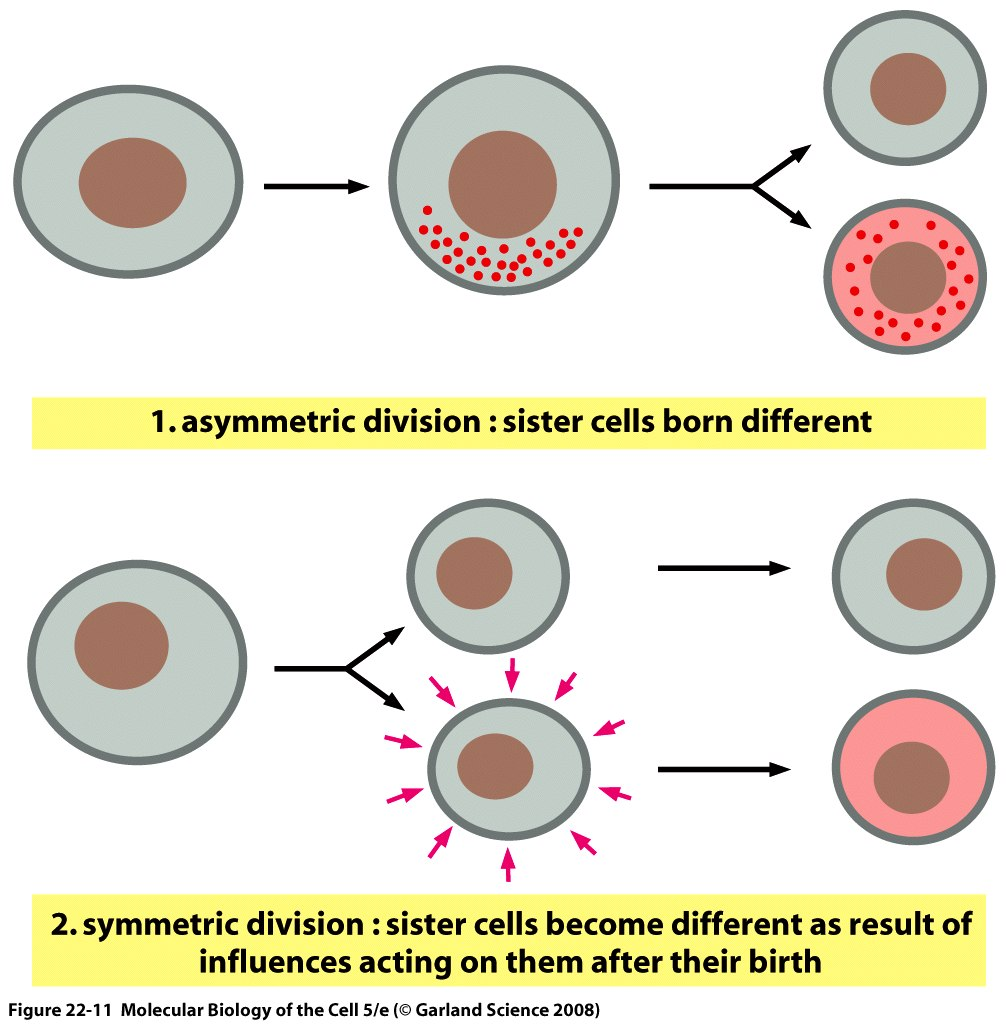 Hücresel Farklılaşma Nasıl Gerçekleşir?
