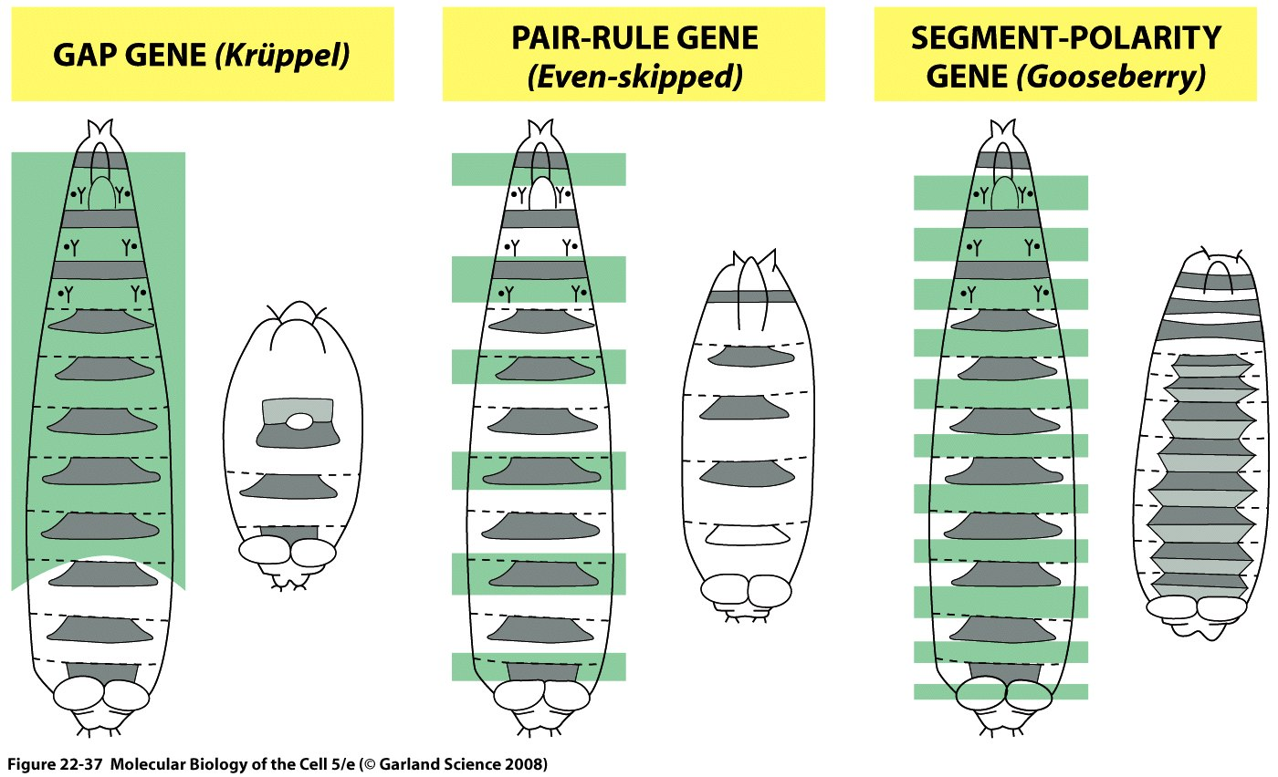 Gelişim Sürecinde Hücresel Farklılaşmanın Kontrolü Segmentasyon genleri ü Üç sınıf segmentasyon geni anterior posterior
