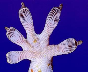 Geckonun parmak uçları, tıpkı bir kitaptaki sayfalar gibi ince doku yaprakları ile kaplıdır. Her bir yaprak da, "setae" adı verilen özel bir doku ile kaplıdır.