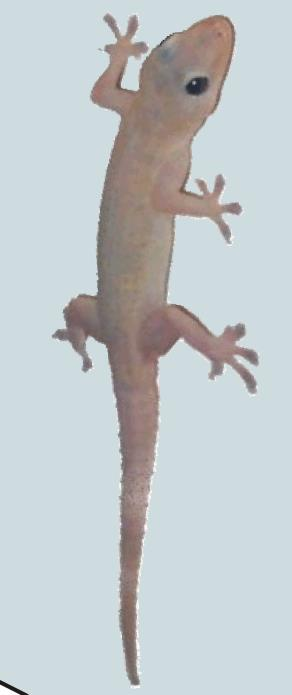 Gecko tropik bölgelerde yaşayan küçük ve zararsız bir tür kertenkeledir. Gecko kertenkeleleri kendilerini diğer sürüngenlerden ayrıcalıklı kılan bir özelliğe sahiptirler.