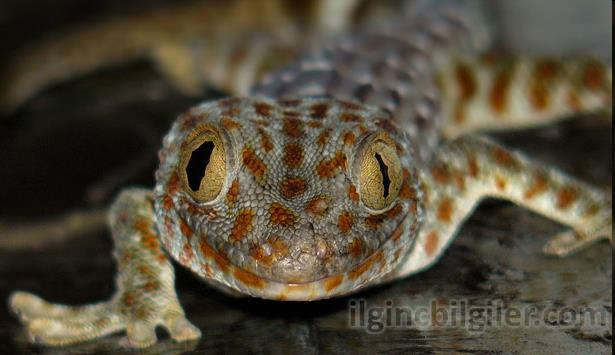 İlk akla gelen, Geckonun yapışkan bir madde salgılayarak tavana tutunması ihtimalidir.