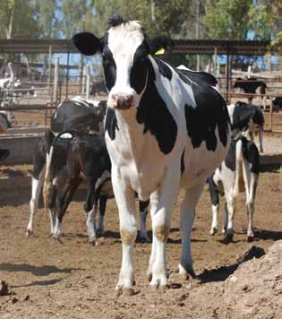 Pratikte süt sığırı işletmelerinde sürü yenileme oranı %10-30 arasında değişir ve bu amaçla işletmenin kendi yetiştirdiği düvelere öncelik verilmesi tercih nedenidir.