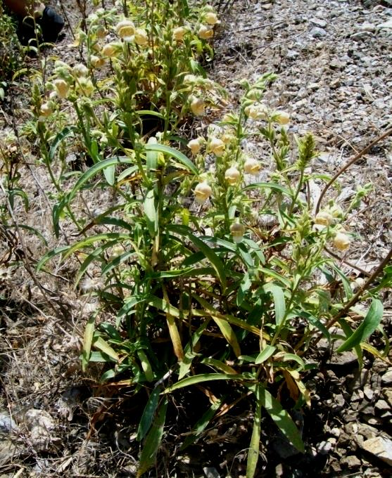 Foto 1. Digitalis trojana Ivanina bitkisi. Bitkinin çiçeklenme dönemi Mayıs-Haziran aylarıdır.