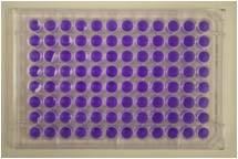 51 bakteri kültürü ve test edilen maddeler S9 suz deneydeki ölçülerde koyulduktan sonra, 0,5 ml de buzda bekletilen S9 karışımın ilave edilip karıştırılarak MGA petrilerine dökülerek homojen bir