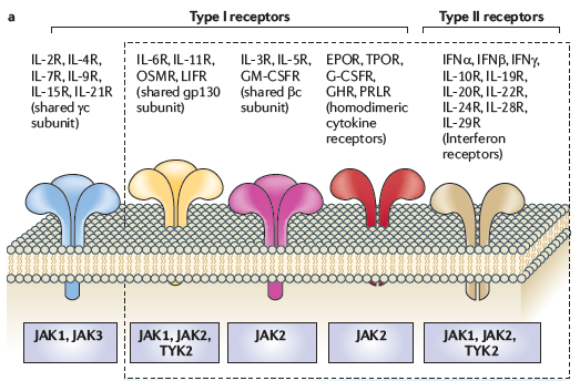 Janus Kinazları (JAK1, JAK2, JAK3 ve TYK2)